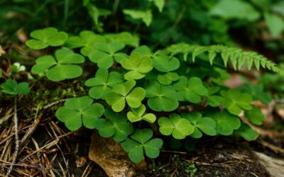 Celebrate St. Patrick’s Day in Asheville: Events, Music, and More!