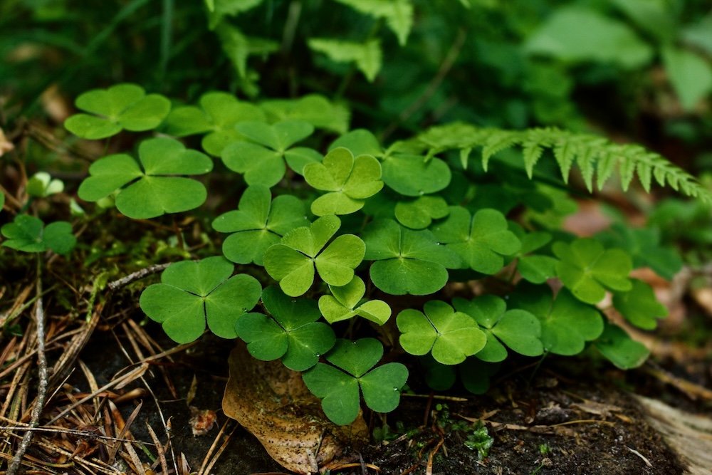 Celebrate St. Patrick’s Day in Asheville: Events, Music, and More!